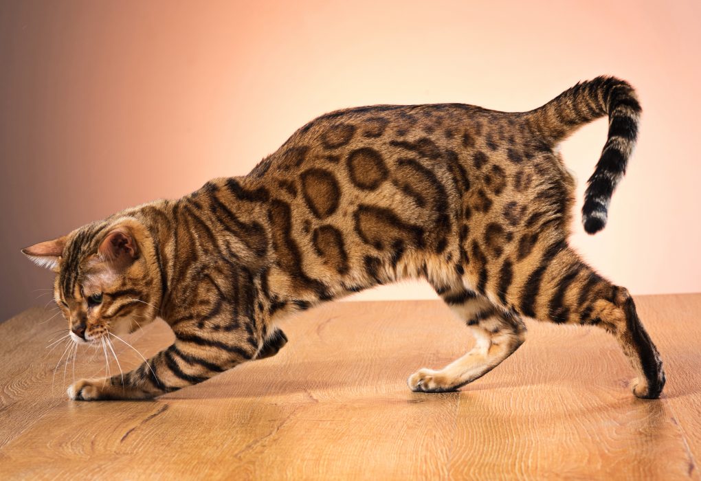 El Leopardo Bengalí